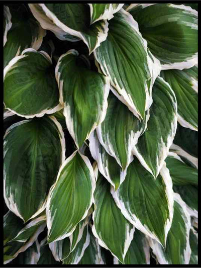 Grønne blader 03 - Botanisk Plakat - Plakatbar.no