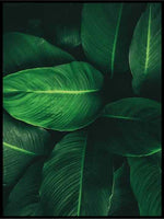 Grønne blader 04 - Botanisk Plakat - Plakatbar.no