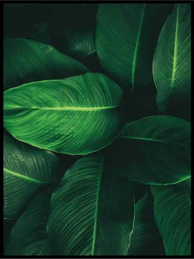 Grønne blader 04 - Botanisk Plakat - Plakatbar.no