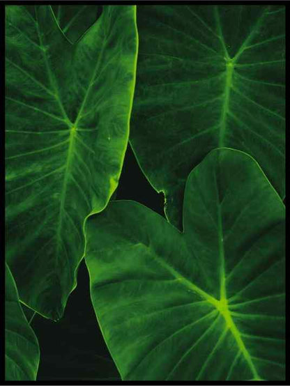 Grønne blader 05 - Botanisk Plakat - Plakatbar.no