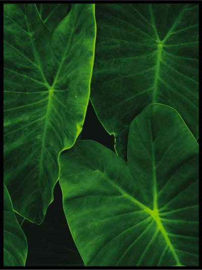 Grønne blader 05 - Botanisk Plakat - Plakatbar.no