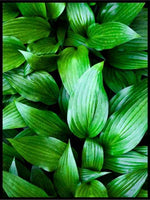 Grønne blader 06 - Botanisk Plakat - Plakatbar.no