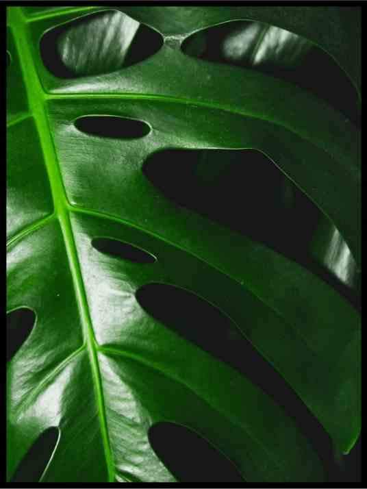 Grønne blader 08 - Botanisk Plakat