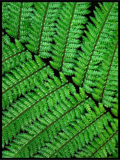 Grønne bregner 03 - Botanisk Plakat - Plakatbar.no