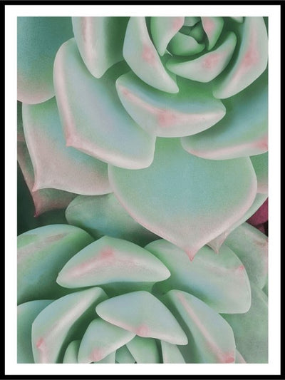 Grønne kaktuser - Botanisk Plakat - Plakatbar.no