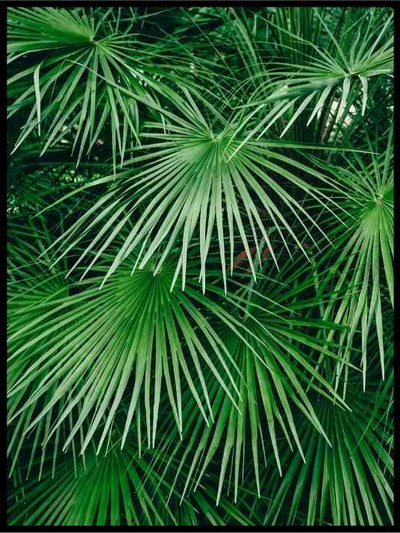 Grønne palmestrå - Botanisk Plakat - Plakatbar.no
