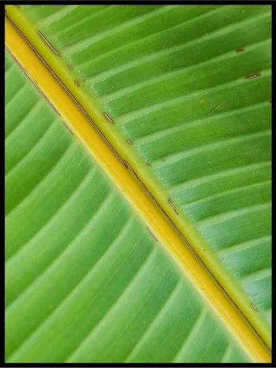 Grønt blad - Botanisk Plakat - Plakatbar.no