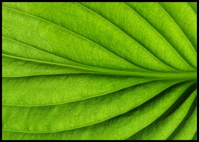 Green leaf posters