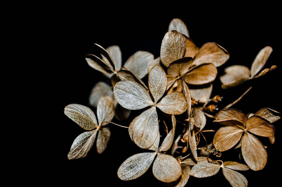 Gold Leaves Poster