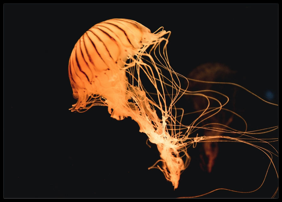 Gold Jellyfish Poster