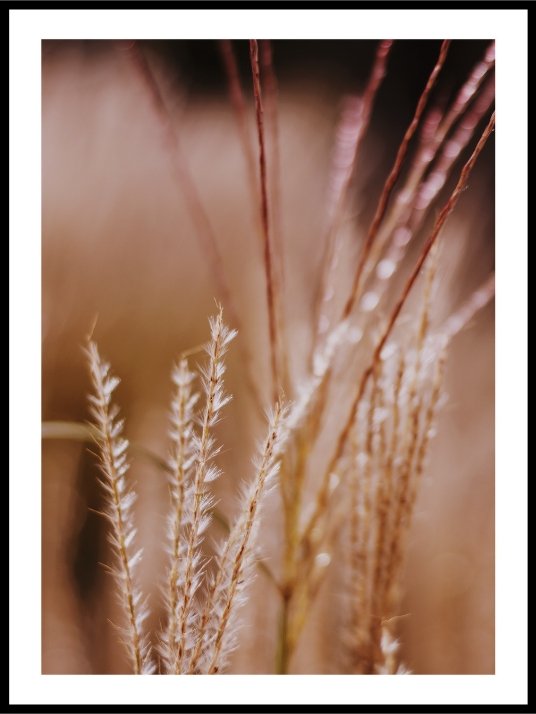 Halm - Plakat