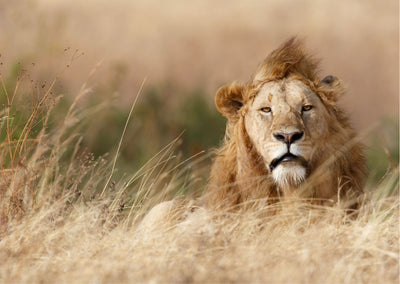 Handsome - poster - Plakatbar.no