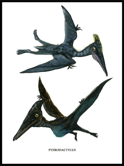 Håndtegnet dinosaur til barnerom - Pterodactylus - Design av Hugøy - Plakatbar.no