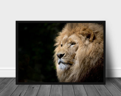 Hannløve nærbilde poster - Plakatbar.no