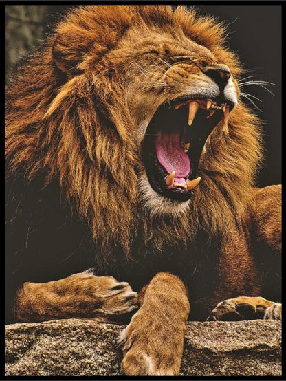 Hannløve som viser tenner poster - Plakatbar.no