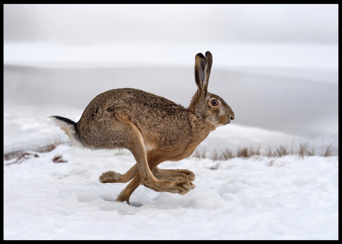 Hare i farta poster - Plakatbar.no