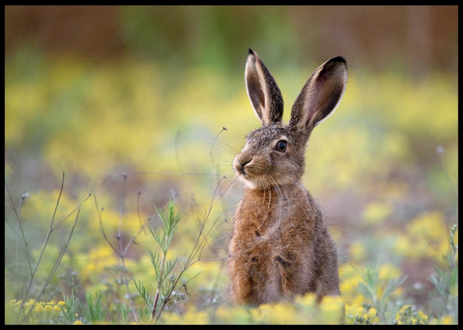Hare records