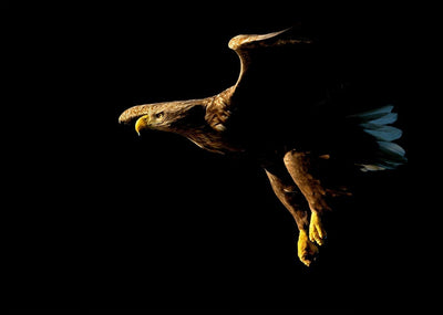 Havørn inn for landing - poster - Plakatbar.no