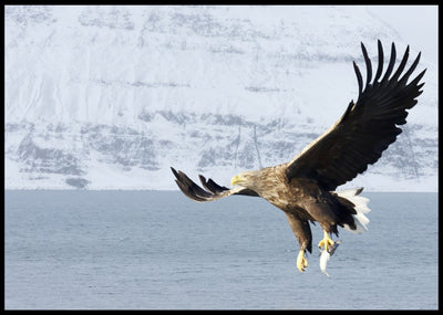 Havørn jakter fisk poster - Plakatbar.no