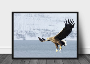 Havørn jakter fisk poster - Plakatbar.no
