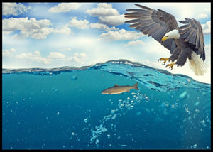 Havørn poster - Plakatbar.no