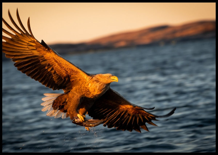 White-tailed eagle - records