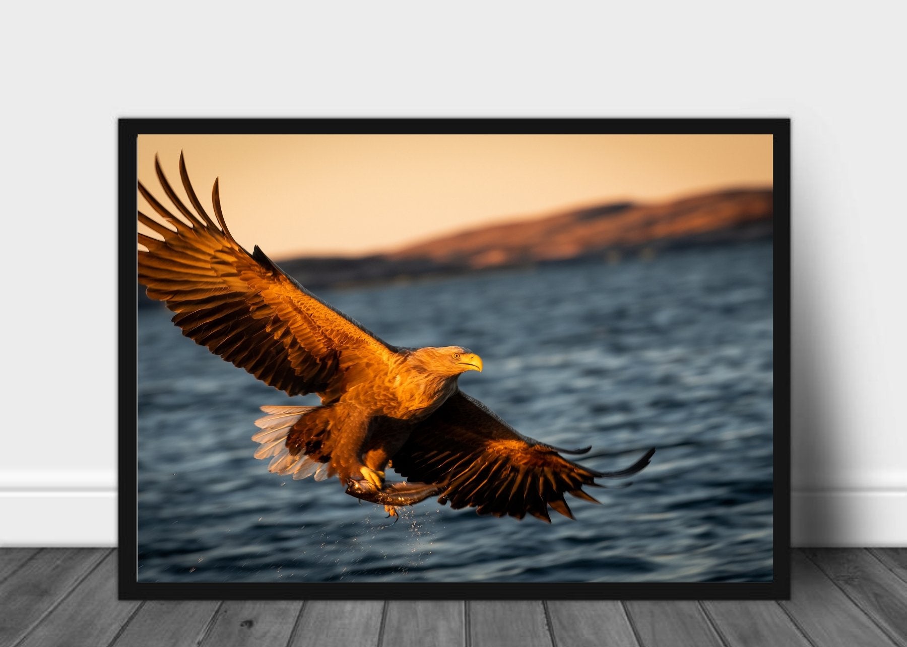 Havørn - poster - Plakatbar.no