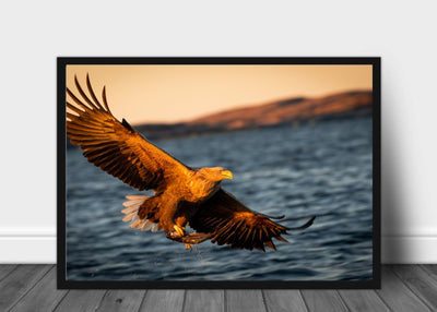 Havørn - poster - Plakatbar.no