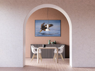 Havørn som fanger fisk - poster - Plakatbar.no