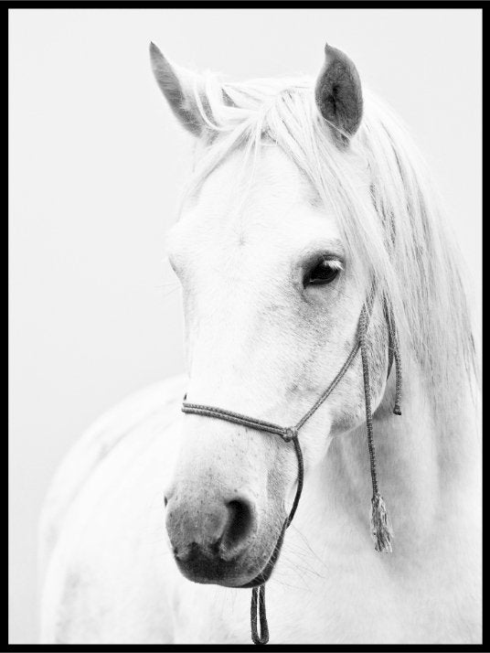 Hest - Black And White Poster - Plakatbar.no