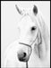Hest - Black And White Poster - Plakatbar.no