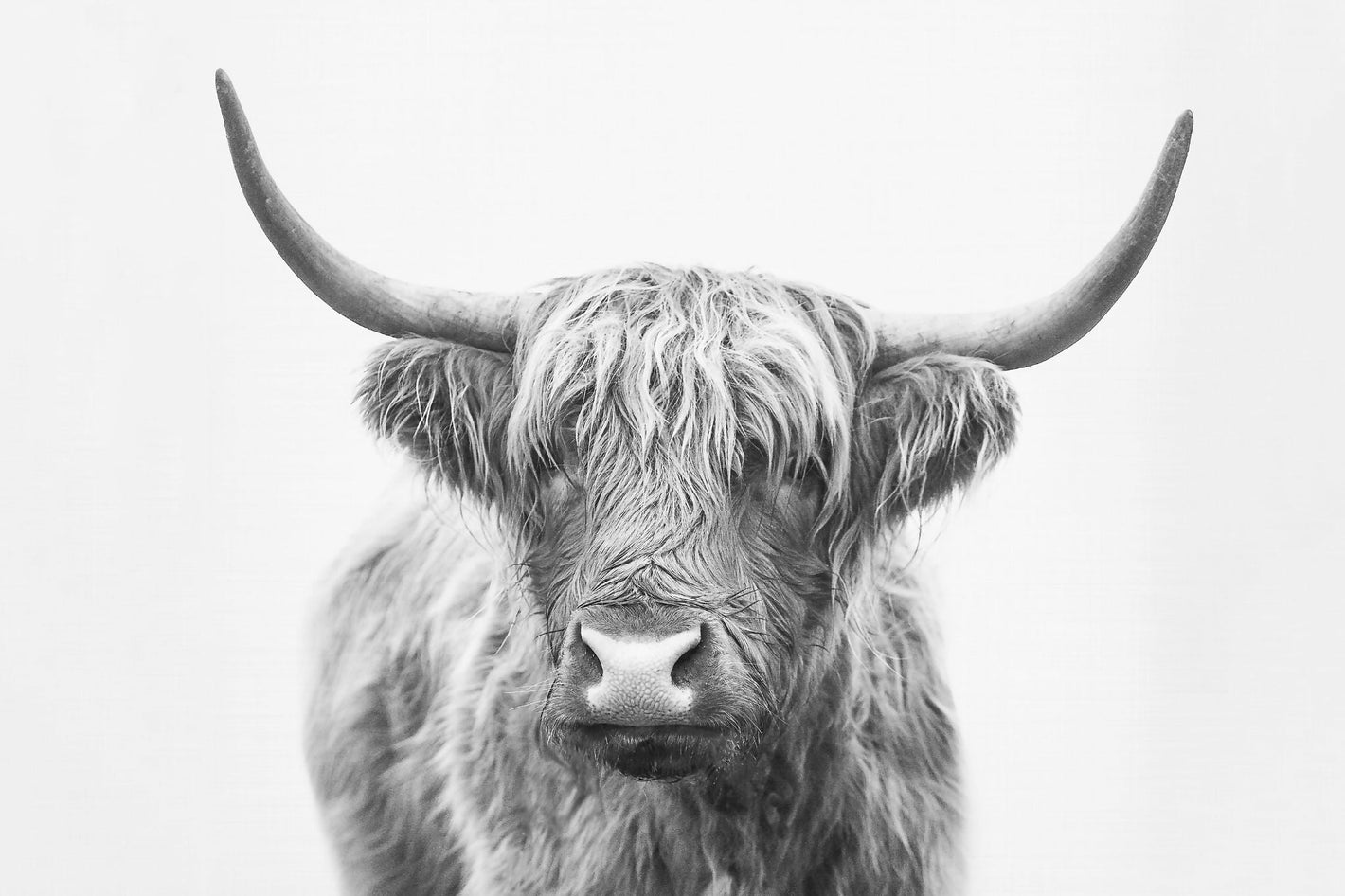 Highland Bull - Plakatbar.no