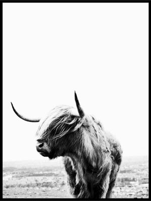 Highland Cow Poster - Plakatbar.no