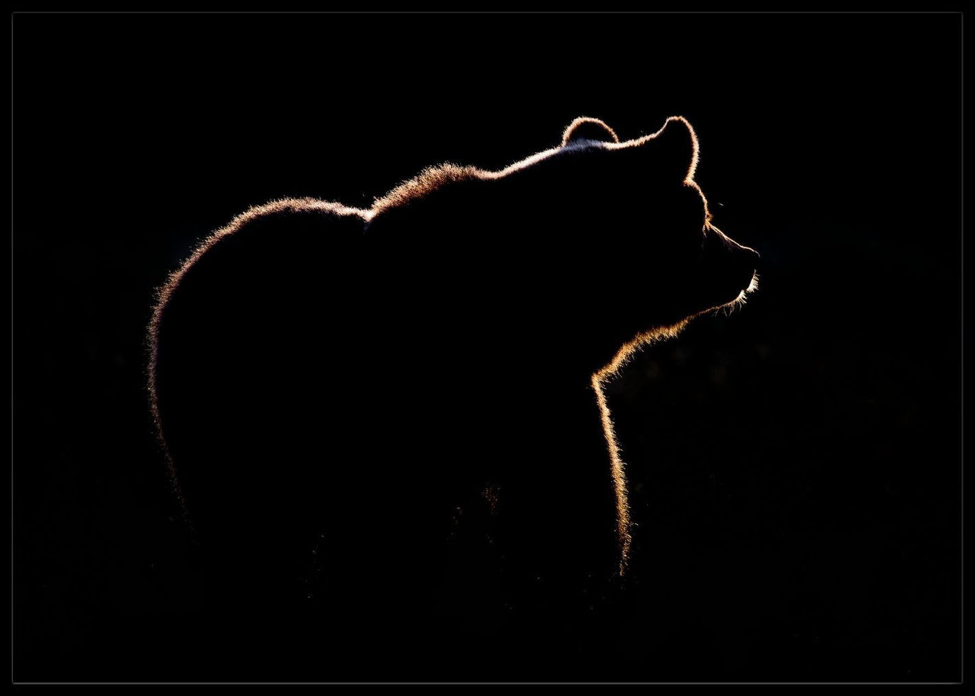 Highlight poster - Plakatbar.no