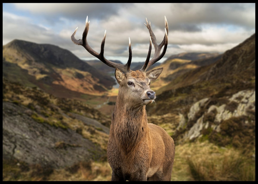 Deer in the mountains posters