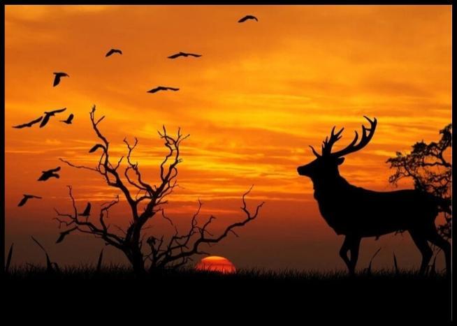 Hjort i solnedgang poster - Plakatbar.no