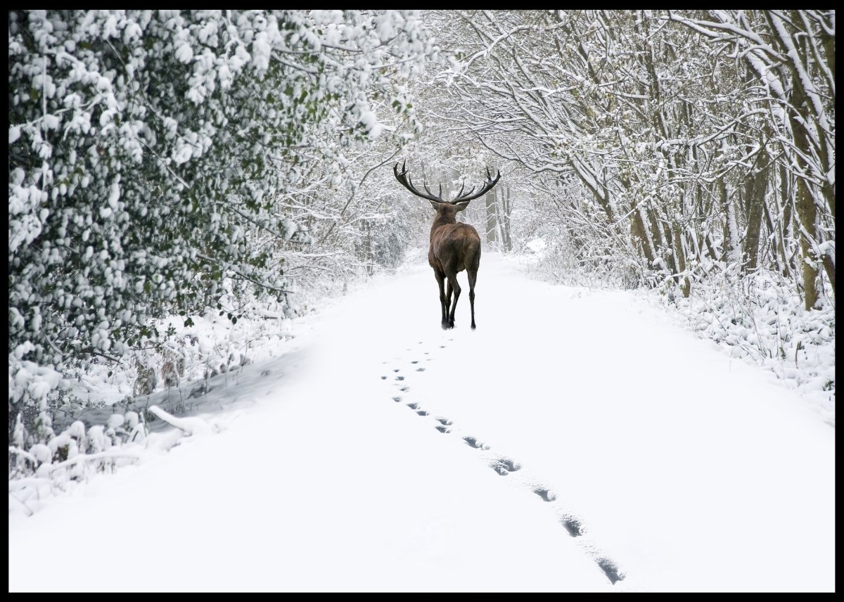Hjort i vinterskogen - Poster - Plakatbar.no