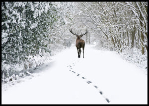 Hjort i vinterskogen - Poster - Plakatbar.no