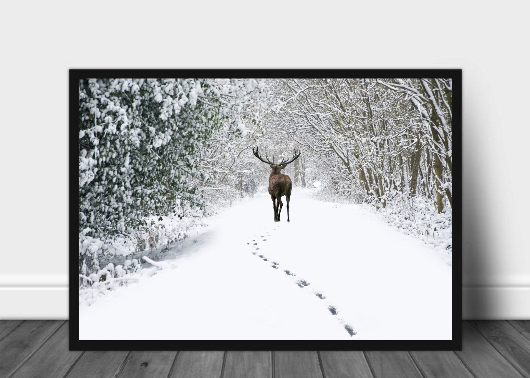 Hjort i vinterskogen - Poster - Plakatbar.no