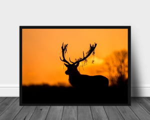 Hjort med "ruskete" horn poster - Plakatbar.no