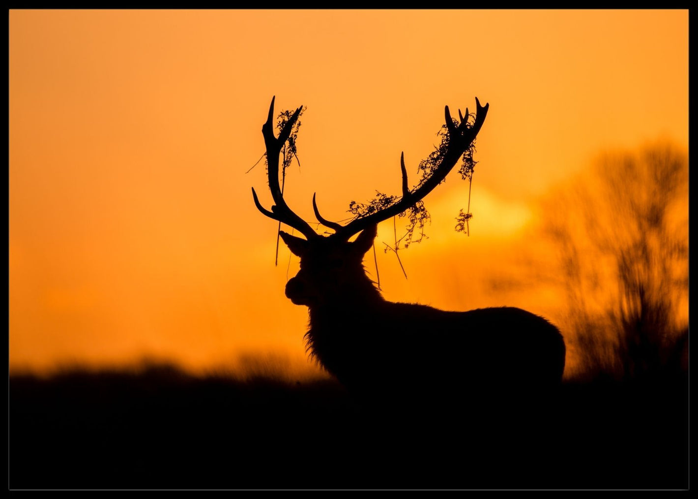 Hjort med "ruskete" horn poster - Plakatbar.no