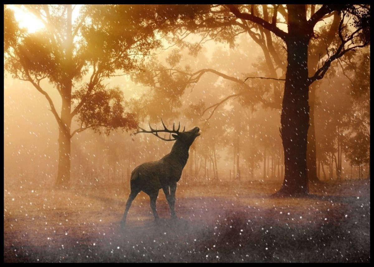 Hjort som brøler poster - Plakatbar.no