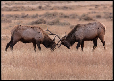 Hjorte fight Poster - Plakatbar.no