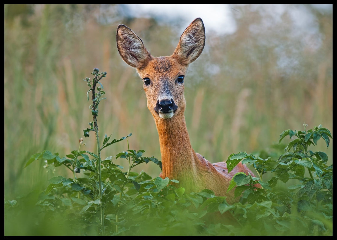 Hjorte simle - Poster - Plakatbar.no