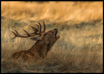 Hjorten brøler poster - Plakatbar.no