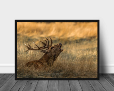 Hjorten brøler poster - Plakatbar.no