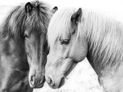 Horse Love - Plakatbar.no