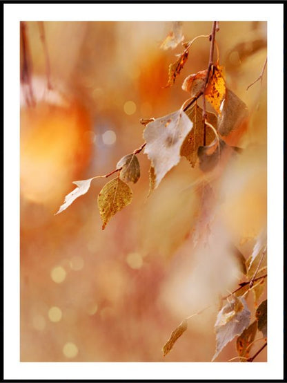 Høstblader - naturplakat - Plakatbar.no