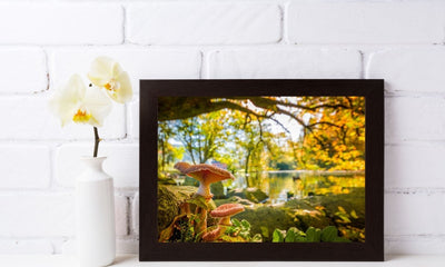 Høstsopp poster - Plakatbar.no