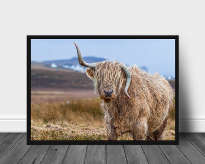 Høylandsfe med skjeve horn poster - Plakatbar.no